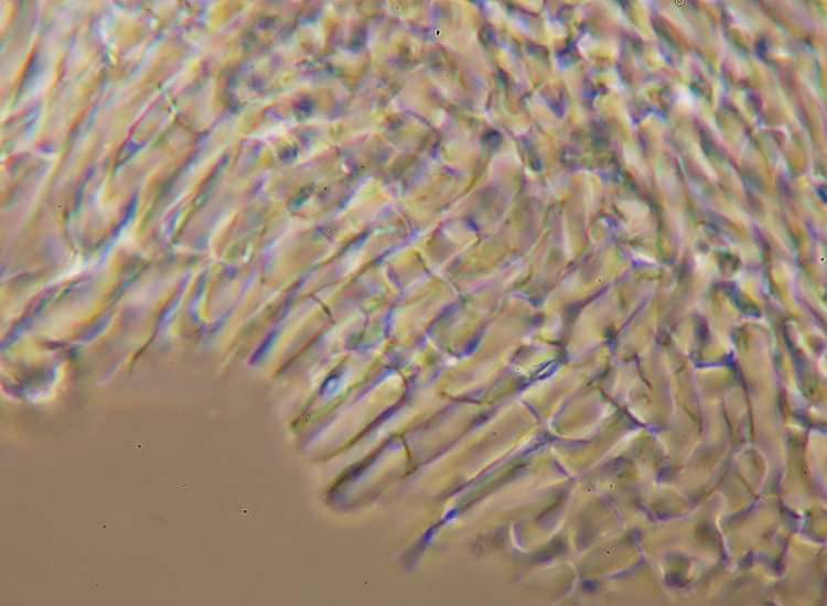 Miniera di Gambatesa 39